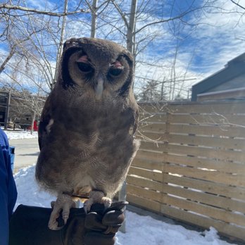 Tracy Aviary - Owl being shown by worker. Couldn't touch though! - Zoos Near Me - Salt Lake City, Utah Tracy Aviary - Owl being shown by worker. Couldn't touch though! - Zoos Near Me - Salt Lake City, Utah