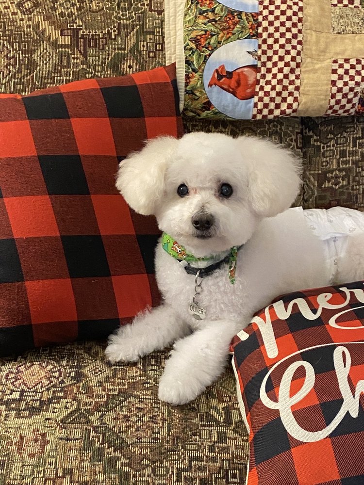 ADORABLE PET GROOMING Updated September 2024 11 Photos 14000