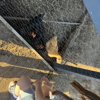 Holder Hill Farm - Chicken pen - Pumpkin Patches Near Me - Durham, North Carolina