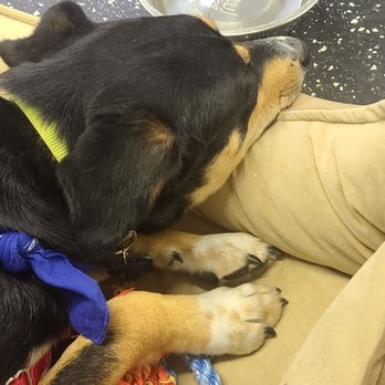 Pup Pup & Away - Watching classmates run the pre-graduation obstacle course. Week 6 - Pet Training Near Me - San Antonio, Texas Pup Pup & Away - Watching classmates run the pre-graduation obstacle course. Week 6 - Pet Training Near Me - San Antonio, Texas