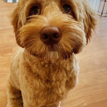 Swag Cuts Grooming - Fresh off the spa!! - Pet Groomers Near Me