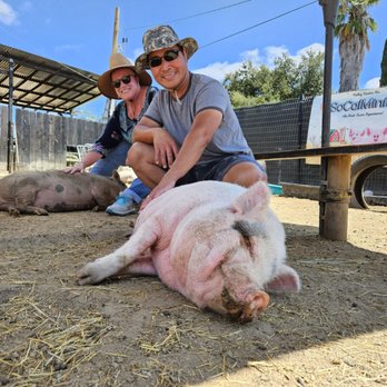 SoCalMiniPigs - Pet Breeders Near Me - Valley Center, California