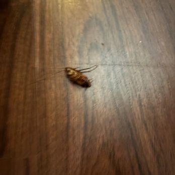 Cook's Pest Control - Manager wouldn't even wouldn't even come out to check his teck for - Pest Control Near Me - Gadsden, Alabama Cook's Pest Control - Manager wouldn't even wouldn't even come out to check his teck for - Pest Control Near Me - Gadsden, Alabama
