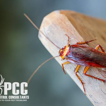 Pest Control Consultants - Pest Control Near Me - St. Charles, Illinois Pest Control Consultants - Pest Control Near Me - St. Charles, Illinois