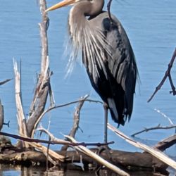 Inks Lake State Park - Great Blue Heron