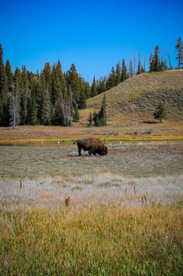 Hayden Valley by null