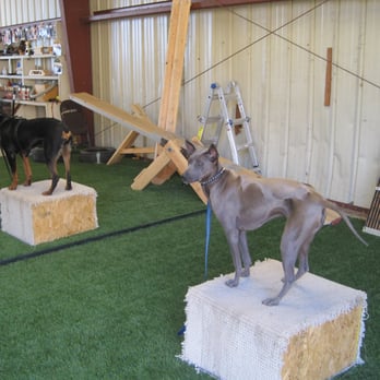 Cali K9 - Pet Training Near Me - San Jose, California