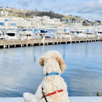 Chandler's Cove - Duck watching - Marinas Near Me - Seattle, Washington