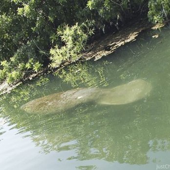 American Pro Diving Center - My spirit animal :-) - Diving Near Me - Crystal River, Florida