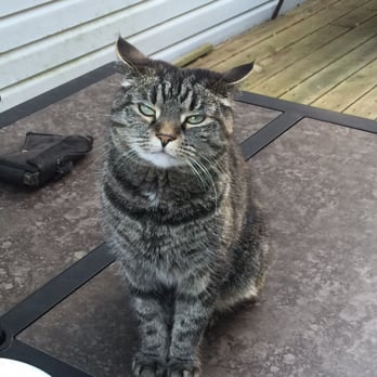 Happy Tails Petsitting Services - Lucy- client of Joyce's - Pet Sitting Near Me - Coatesville, Pennsylvania Happy Tails Petsitting Services - Lucy- client of Joyce's - Pet Sitting Near Me - Coatesville, Pennsylvania
