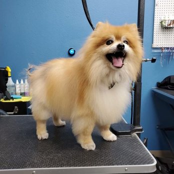 Swaggs - after - Pet Groomers Near Me - Agoura Hills, California Swaggs - after - Pet Groomers Near Me - Agoura Hills, California