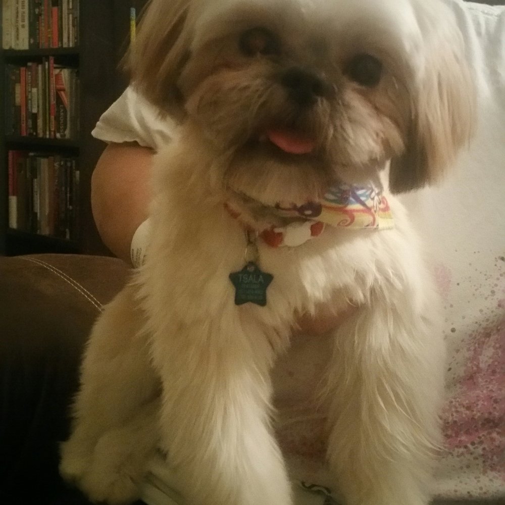 VIP Pet Elite - It should be a crime to be this adorable! - Pet Groomers Near Me - Alexandria, Virginia VIP Pet Elite - It should be a crime to be this adorable! - Pet Groomers Near Me - Alexandria, Virginia