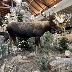 Cabela's - Moose