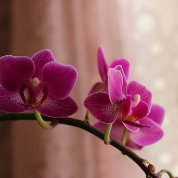 Soul Living - Feng Shui Near Me Soul Living - Feng Shui Near Me