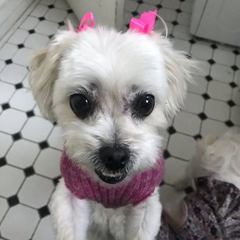 Bark 'N Bathe - Pet Groomers Near Me - Whittier, California