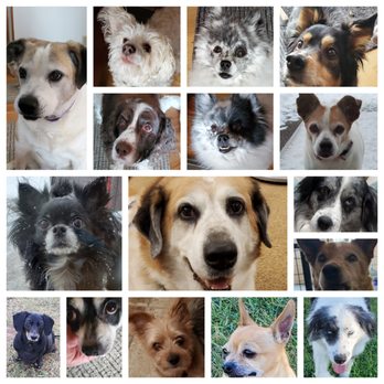 Pooch'z B&B - The Senior Squad - Pet Boarding Near Me - Billings, Montana Pooch'z B&B - The Senior Squad - Pet Boarding Near Me - Billings, Montana