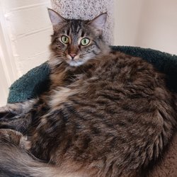 Homeless Cat Network - Belachandra, the cat who loves to eat. Taken 11/3/22