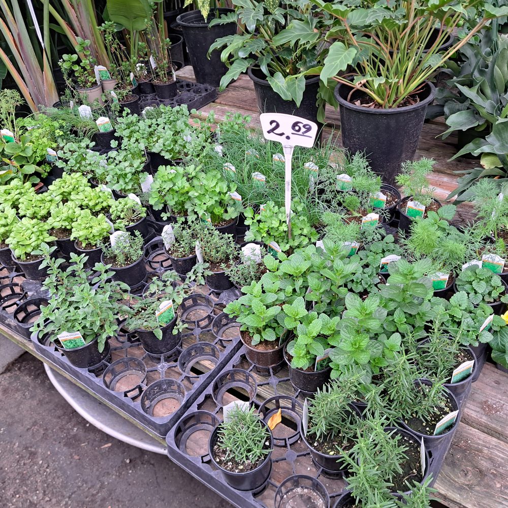 Lucky Plants - Nurseries & Gardening Near Me - Hermosa Beach, California Lucky Plants - Nurseries & Gardening Near Me - Hermosa Beach, California