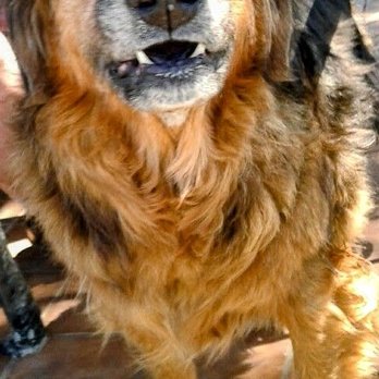 Pup E Tails - Pet Groomers Near Me - Torrance, California Pup E Tails - Pet Groomers Near Me - Torrance, California