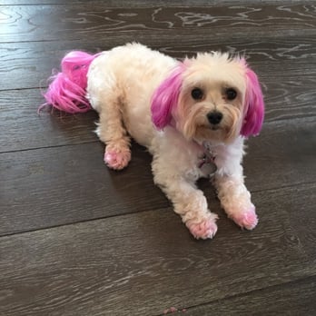 Bone Sweet Bone - About a week after initial dye job - Pet Groomers Near Me - Studio City, California