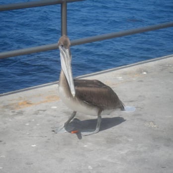 Catalina Island - Local Flavor Near Me Catalina Island - Local Flavor Near Me