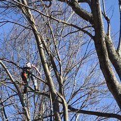 Red Squirrel Tree Services - It was a great day to be outside working.