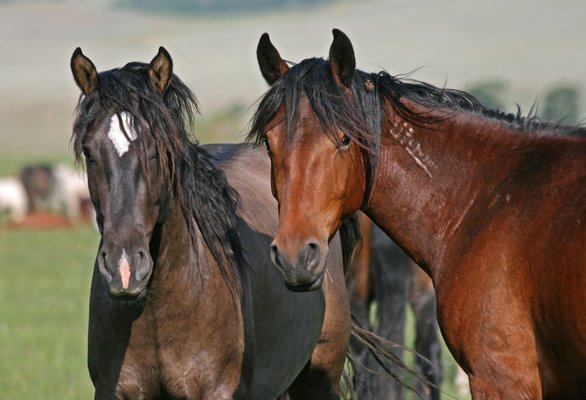 Deerwood Ranch Wild Horse EcoSanctuary by null