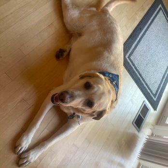 CityVet - Thornton - After grooming! - Veterinarians Near Me - Thornton, Colorado
