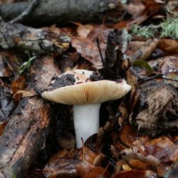Los Osos Oaks State Reserve - Mushroom hunter