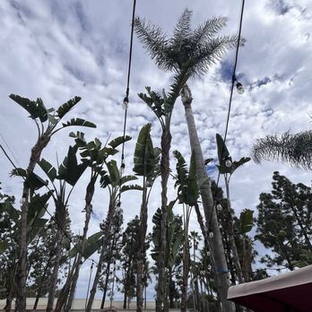Vista Del Rey Tree Services - Tree Services Near Me - Vista, California Vista Del Rey Tree Services - Tree Services Near Me - Vista, California