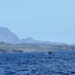 Whale Tail Whale Tail