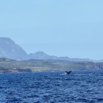 Blue Dolphin Charters - Whale Tail - Boating Near Me - Eleele, Hawaii