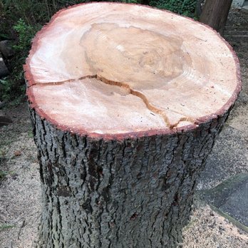 Pelton Tree Care - western hemlock that was split during a wind storm - Tree Services Near Me