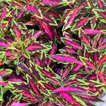 Armstrong Garden Centers - Nurseries & Gardening Near Me - Glendale, California