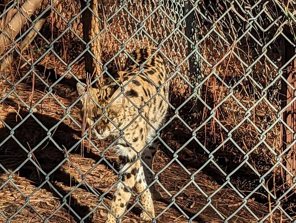 Carolina Tiger Rescue