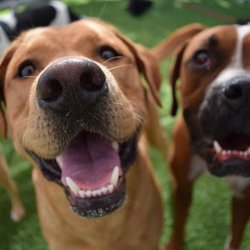 Ruff Housing Kennels