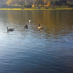 Duck Pond - Geese