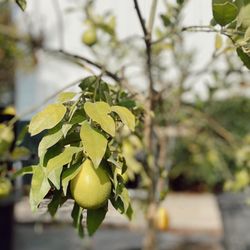 Heinz Nurseries - Grab a citrus tree today to enjoy for years to come!