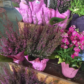 Trader Joe's - Pretty Heather - Grocery Near Me - Chula Vista, California Trader Joe's - Pretty Heather - Grocery Near Me - Chula Vista, California