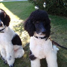 Our Smith Poodles as puppies, Wendy and Lady. Our Smith Poodles as puppies, Wendy and Lady.