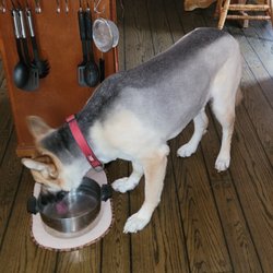 La' Pooch Salon - Samson was miserable with his long thick fur in all all this heat !!! Not anymore !!!!