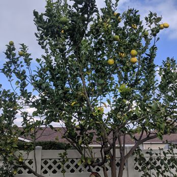 Eder Tree Service and Lawn Maintenance - Before - Tree Services Near Me Eder Tree Service and Lawn Maintenance - Before - Tree Services Near Me