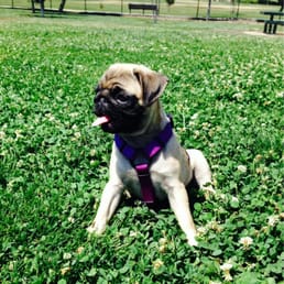 My little pug loves the grass at the dog park! My little pug loves the grass at the dog park!