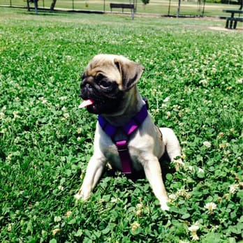 Jacinto Creek Dog Park - My little pug loves the grass at the dog park! - Dog Parks Near Me - Elk Grove, California Jacinto Creek Dog Park - My little pug loves the grass at the dog park! - Dog Parks Near Me - Elk Grove, California