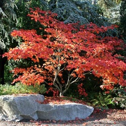 Maple Leaf Property Management - Maple Leaf Management