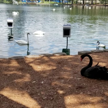 Lake Eola Park - Swans - Parks Near Me - Orlando, Florida