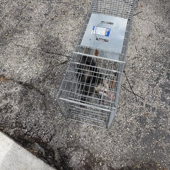 SureShot Pest Solutions - Possum - Pest Control Near Me - Deerfield Beach, Florida SureShot Pest Solutions - Possum - Pest Control Near Me - Deerfield Beach, Florida