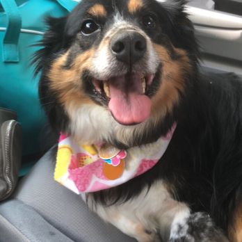 We Hug'em & Tuck'em Inn - Pet Sitting Near Me - Concord, North Carolina