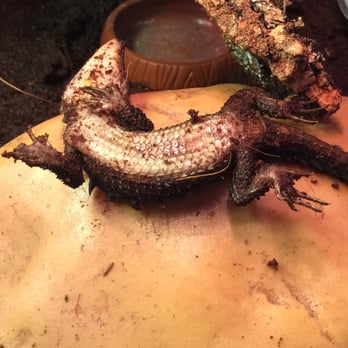 Underground Reptiles - 5 days later. Never ate. Clearly wasn't healthy - Reptile Shops Near Me - Deerfield Beach, Florida