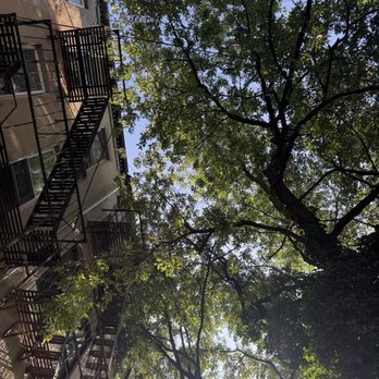 Tarzan Tree Removal - Branches - Tree Services Near Me Tarzan Tree Removal - Branches - Tree Services Near Me